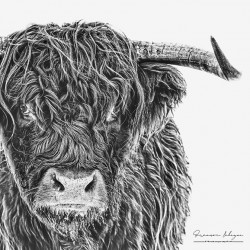 Vache Highland Cattle baie de Somme