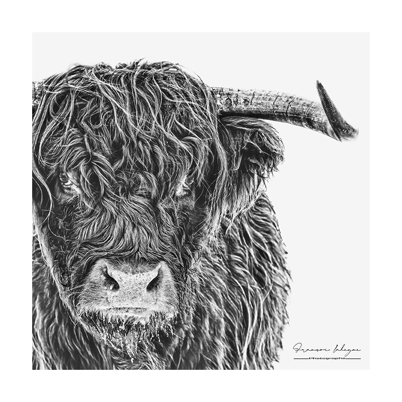 Vache Highland Cattle baie de Somme