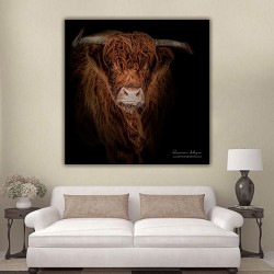 Vache Highland Cattle baie de Somme
