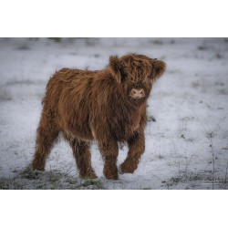 Jeune Vache Highland Cattle...