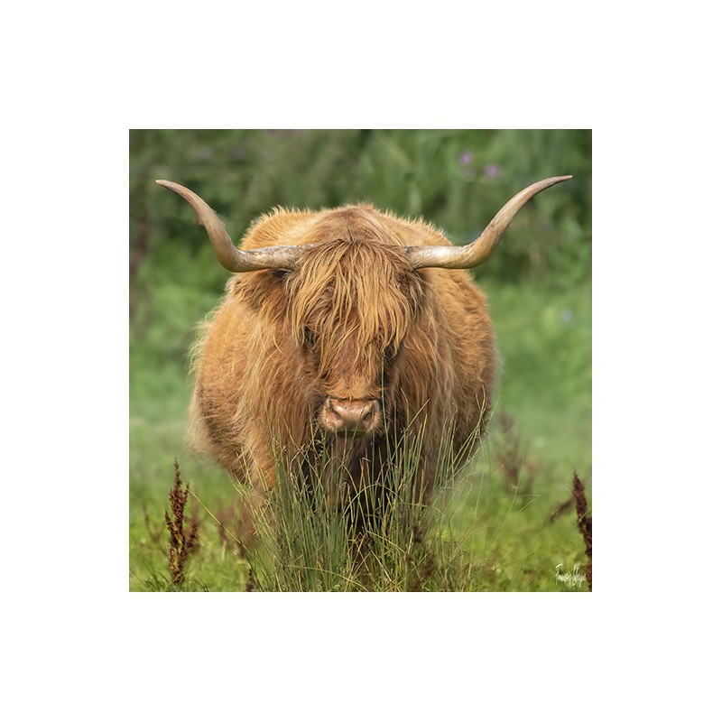 Une vache Highland fait face à l’objectif au milieu des herbes de la baie de Somme.