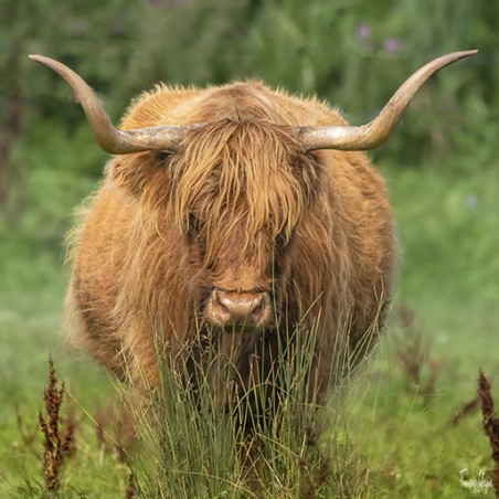 Une vache Highland fait face à l’objectif au milieu des herbes de la baie de Somme.