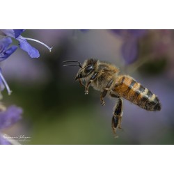 Abeille butinant une fleur...