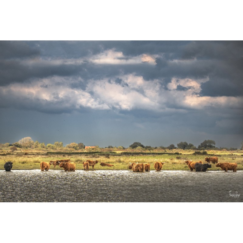 Dans les prés de la baie de Somme, les vaches Highland Cattle se détachent sous un ciel chargé de nuages
