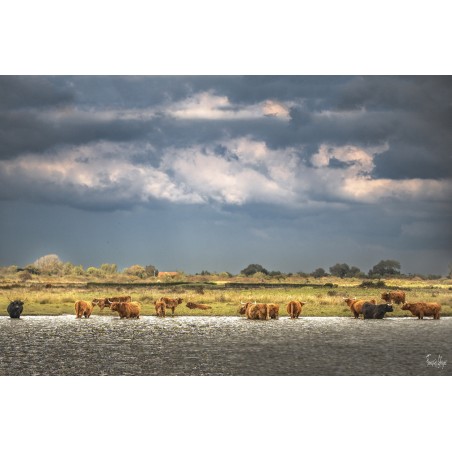 Dans les prés de la baie de Somme, les vaches Highland Cattle se détachent sous un ciel chargé de nuages