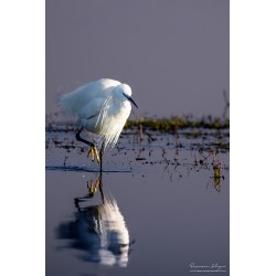 Affiche - Aigrette Garzette...