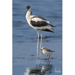 Affiche Avocette et...