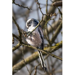 Orite à longue queue, baie...