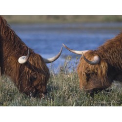 vache highland Cattle duo...