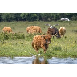 Vaches Highland Cattle et...