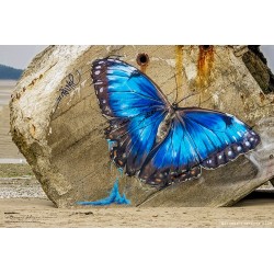 Papillon bleu sur le...