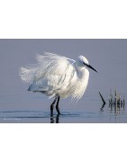 Les oiseaux